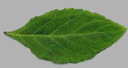 Salvia divinorum9.gif